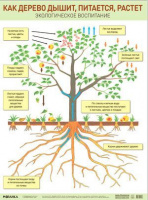 Парциальная программа "Юный эколог" Плакат Как дерево дышит, питается, растет