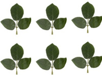 Декоративные элементы Листья 6шт роза Blumentag ALT-07
