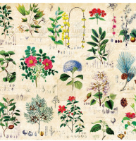 Бумага упаковочная Ботаника 70*100 см УБ-1780