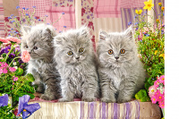 Пазлы 300 Три серых котенка
