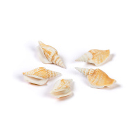 Набор Ракушек Strombus Vittatus 5 шт DRF-020