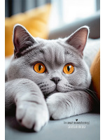 Записная книжка А5 120 л Серый пушистый котик тв 120-8611