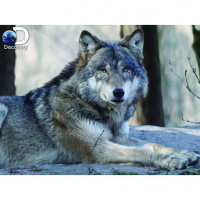 Пазлы 500 деталей Волк 3D Grey Wolf