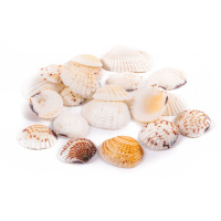 Набор Ракушек Venus Clam 20 шт DRF-027