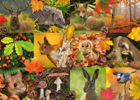 Пазлы 1000 Лесные животные осенью