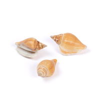 Набор Ракушек Strombus Canarium 3 шт DRF-017