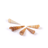 Набор Ракушек Turritella Terebra 5 шт DRF-025