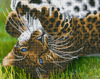 Алмазная мозаика 40*50 Игривый леопард (на подрамнике частичная выкладка 14цв блестящая)