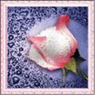 Алмазная мозаика 25*25 Белая роза (холст без подрамника, пластиковые элементы)