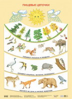 Парциальная программа "Юный эколог" Плакат Пищевые цепочки