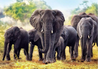 Пазлы 1000 Африканские слоны