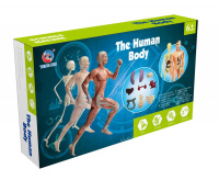 Набор игровой Анатомия человека