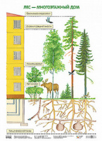 Парциальная программа "Юный эколог" Плакат Лес - многоэтажный дом