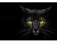 Обложка на паспорт ПВХ Черная кошка 1296