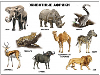 Плакат Животные Африки А2 картон