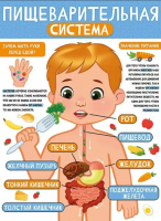 Плакат Пищеварительная система А2 22.137.00
