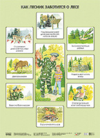 Парциальная программа "Юный эколог" Плакат Как лесник заботится о лесе