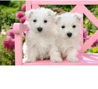 Пазлы 120 Щенки на скамейке midi