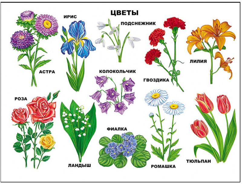 Садовые цветы рисунки