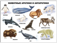 Плакат Животные Арктики и Антарктики А2 картон