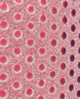 Цвет бумага для творчества самокл А4 Красная крупный горох