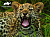 Пазлы 100 деталей Маленький Ягуар 3D Little Jaguar