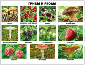 Плакат Грибы и ягоды А2 картон