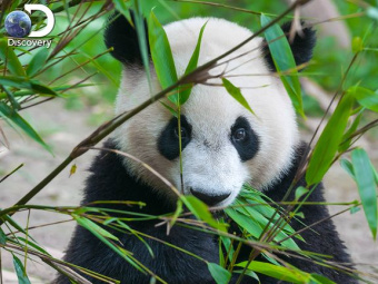 Пазлы 500 деталей Большая Панда 3D Giant Panda