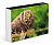 Пазлы 500 Мудрая сова Legend ZooStyle подарочная коробка + постер