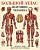 Большой атлас анатомии человека 9109 мягкая обложка